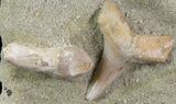 Fossil Sea Lion and Mako Shark Tooth - Bakersfield, CA #69079-1